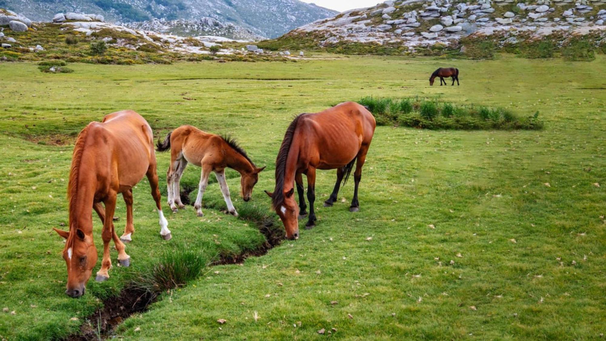 Domaine Le Mouflon D'Or Hotel Zonza Kültér fotó