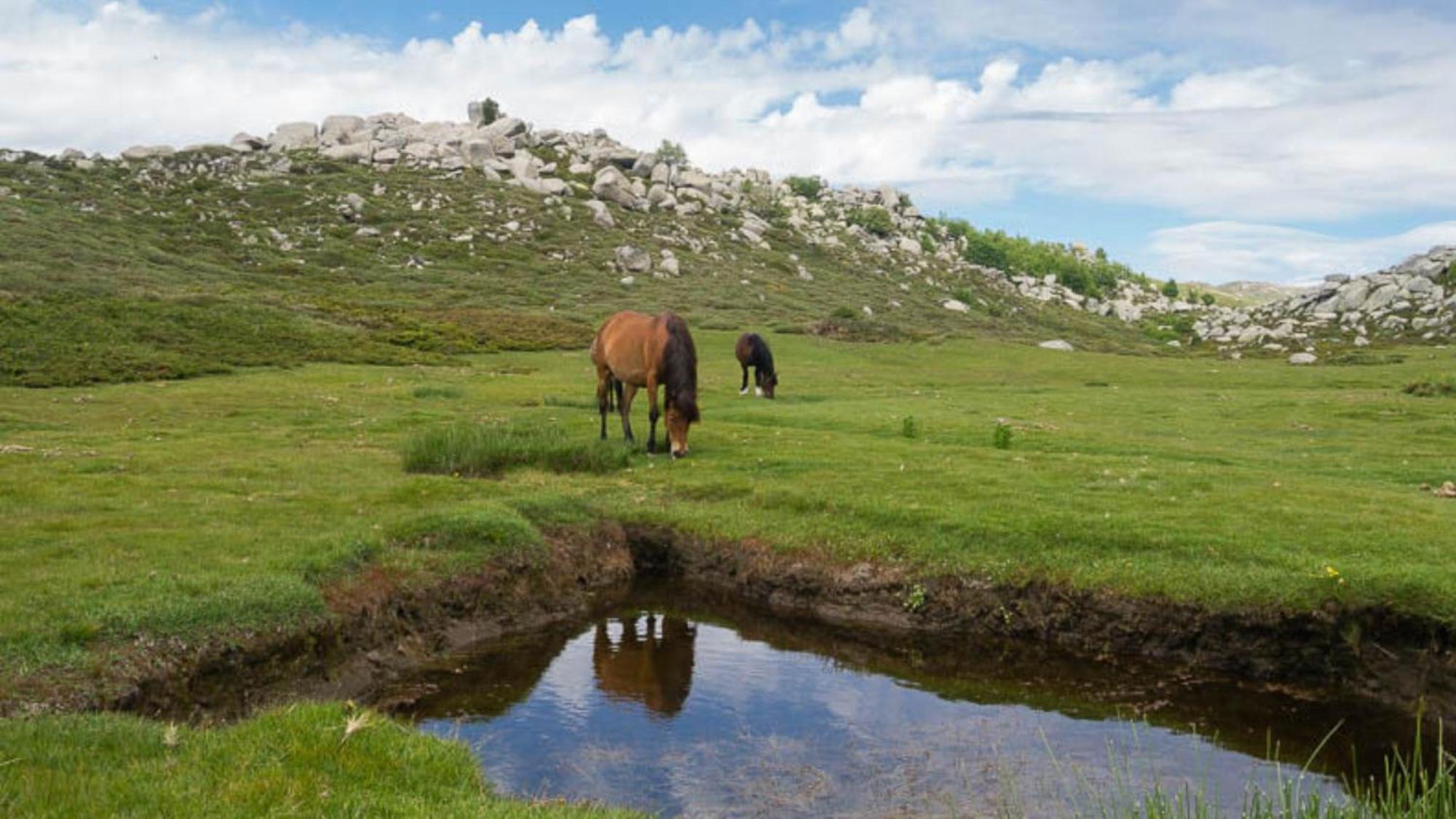 Domaine Le Mouflon D'Or Hotel Zonza Kültér fotó